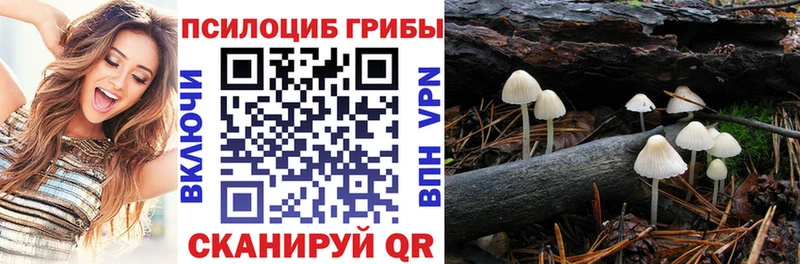 Купить где  Славгород  Галлюциногенные грибы Psilocybine cubensis 